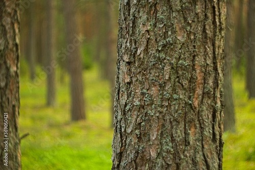 Fototapeta Naklejka Na Ścianę i Meble -  Drzewo, sosna w lesie