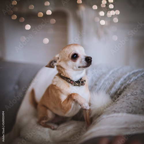 Wallpaper Mural Eyeless Chihuahua dog in festivaly decorated room with Christmass tree. Torontodigital.ca