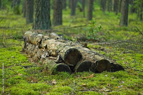 Pozostawione ścięte drzewo w lesie