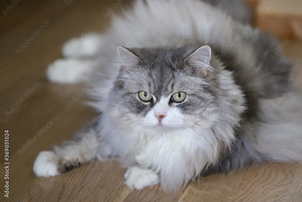 Muzzle of a gray fluffy cat close up. Portrait of a pet.