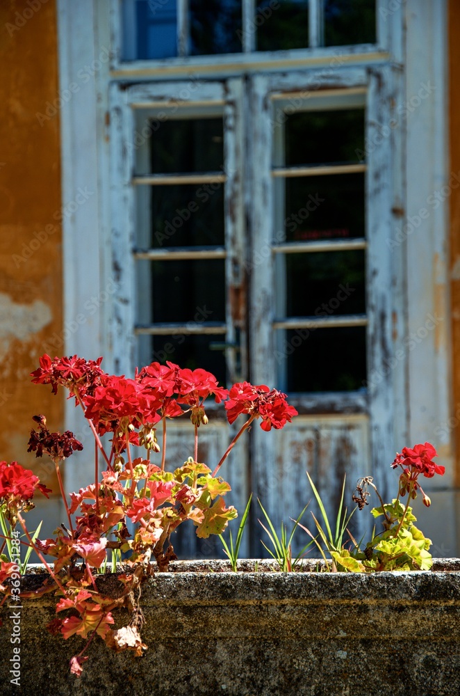 red flowers and shabby door