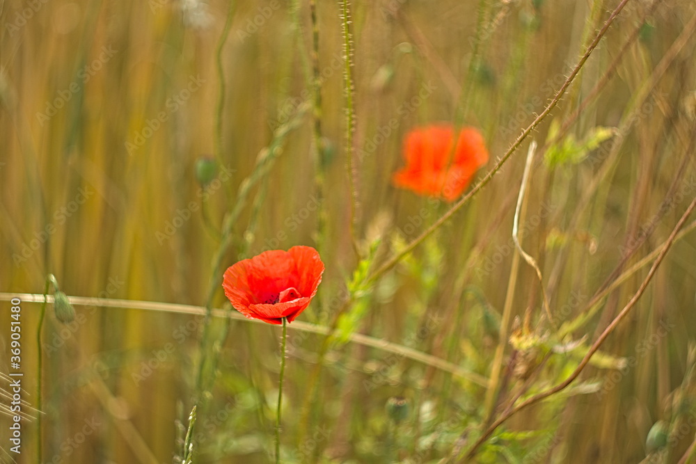 Obraz premium Mak polny