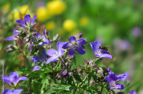 Wiesenstorchschnabel - Geranium pratense - meadow crane s-bill