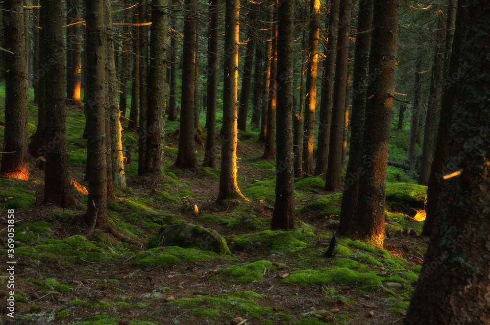 Obraz premium Beautiful landscape of morning forest.