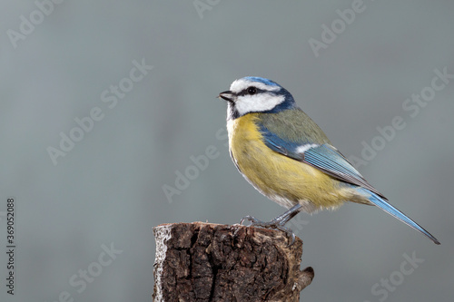 PAJARO AZUL HERRERILLO CYANISTES POSANDO CON FONDO DEGRADADO