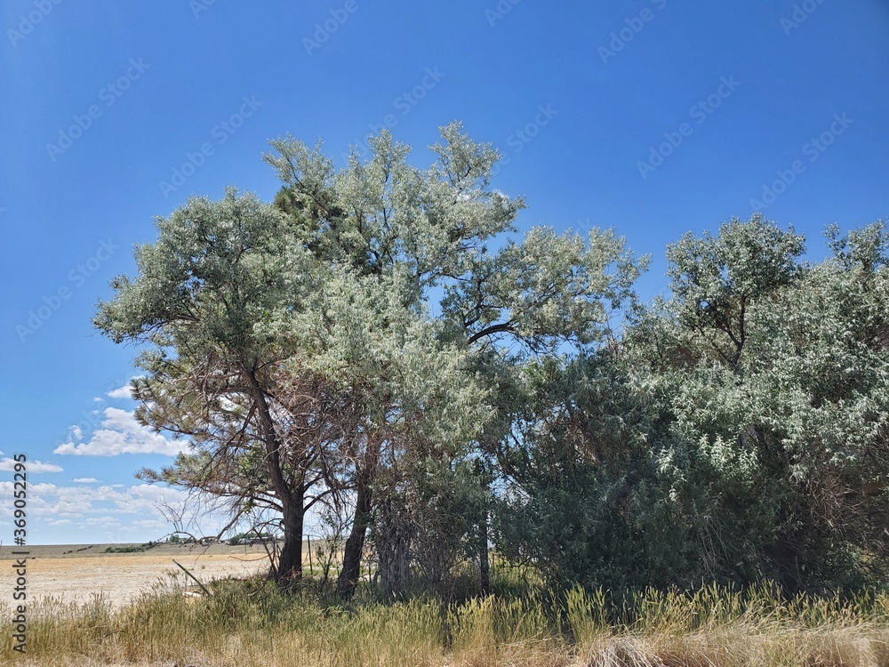 Fototapeta premium Tree and sky