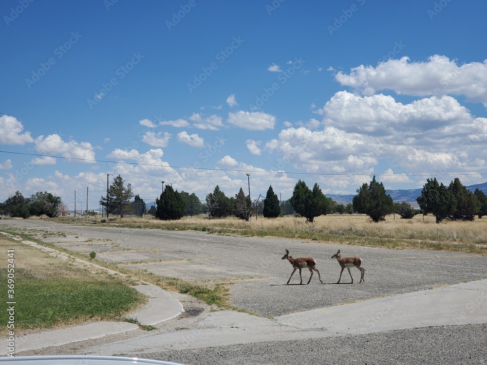 Two small deer crossing the road