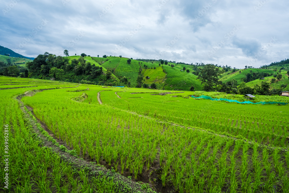 Paddy Rice Field Plantation Landscape with Mountain View Background