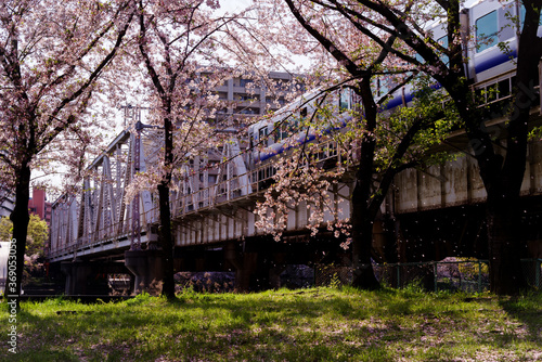大阪桜ノ宮・春、大阪環状線淀川橋梁を渡る電車と桜散る風景 © satoru