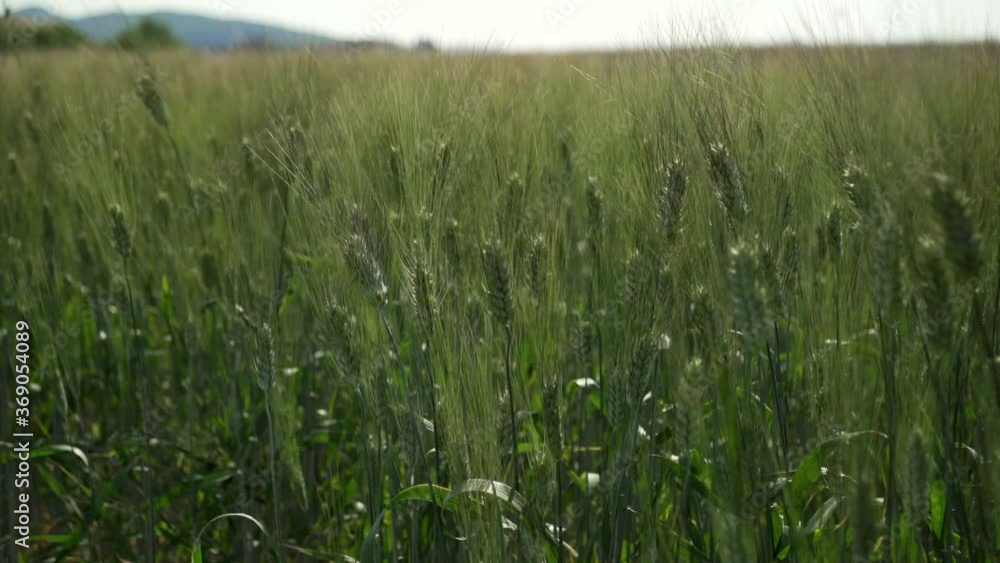 Still green wheat field in the countryside of Tuscany Italy Still green wheat field in the countryside of Tuscany Italy