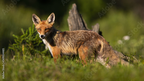 Calm red fox, vulpes vulpes, standing on meadow in summer nature. Wild predator looking on grassland in warm sunlight. Animal with orange fur staring on a glade.