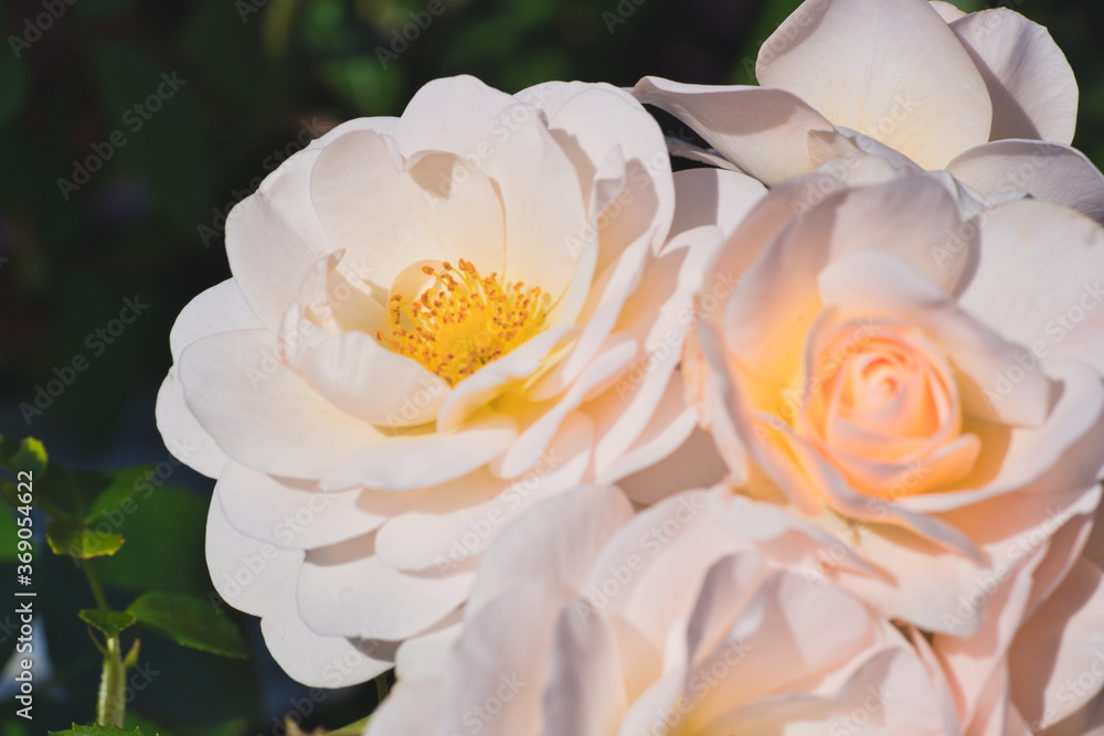 Close-up of white peony and rose