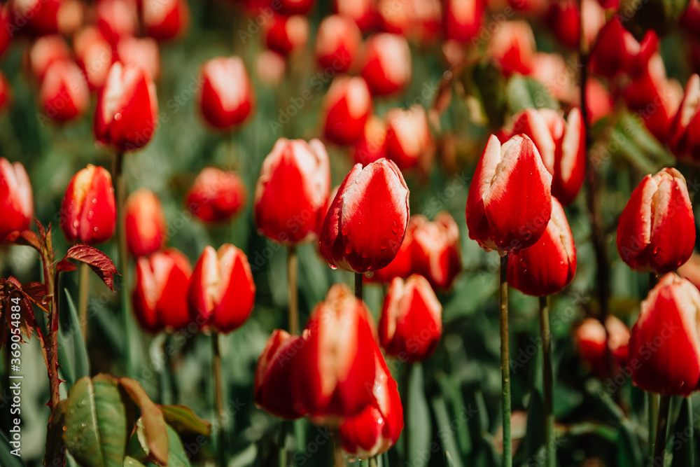 Field of red tulips in Istanbul, Turkey Field of red tulips in Istanbul, Turkey