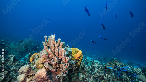 Seascape in turquoise water of coral reef in Caribbean Sea / Curacao with fish, coral and Vase Sponge