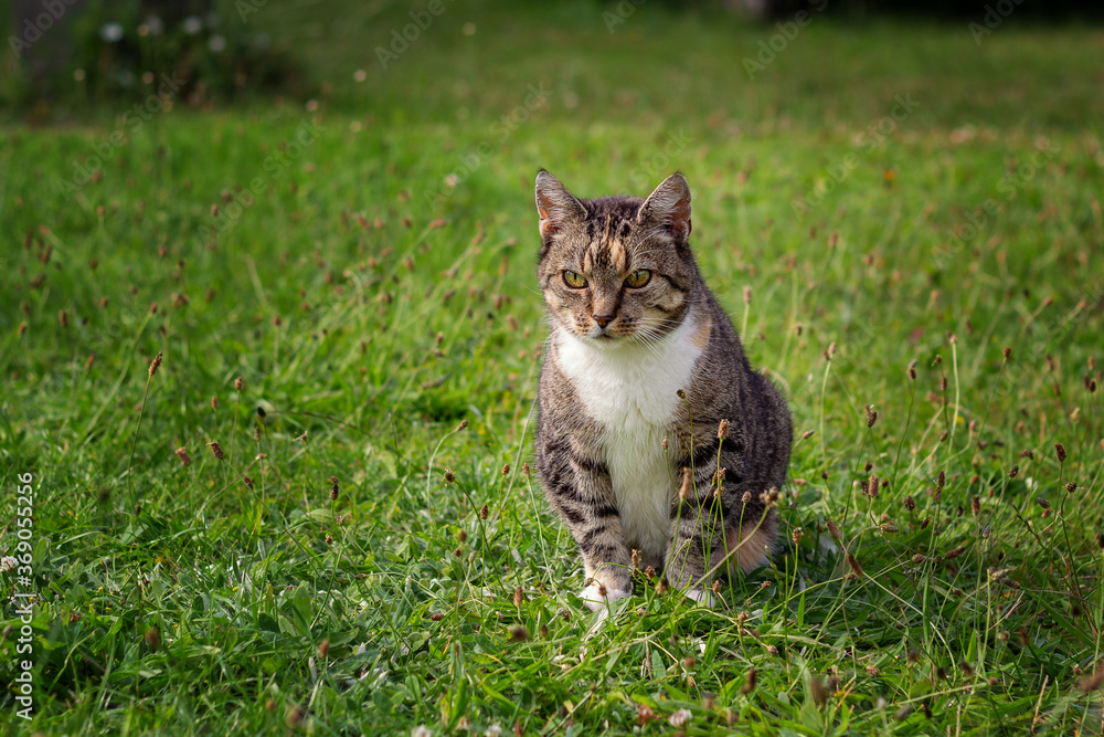 A tabby domestic cat sits relaxed in the green grass.