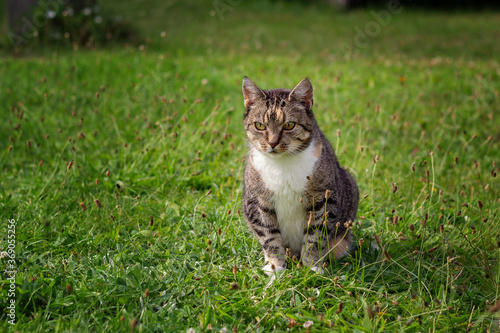 A tabby domestic cat sits relaxed in the green grass. © michaelstephan