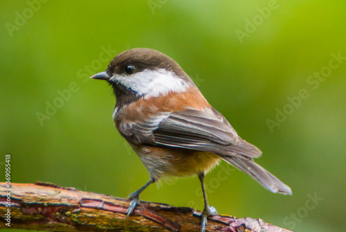 A chestnut backed chickadee perched on a branch © Bob