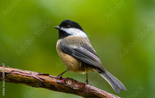 A black cap chickadee perched on a branch