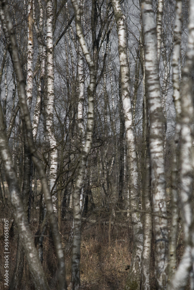 Birkenwald Birkenwald