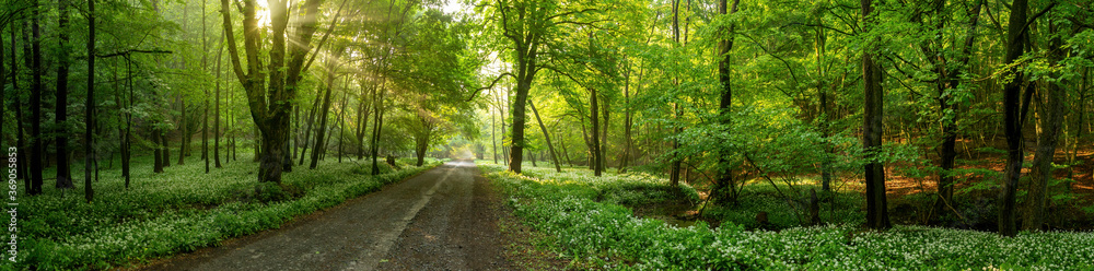 Road among the trees illuminated by sunbeams through the leaves in summer forest. Panorama of a forest path surrounded on both sides by vivid greenery and blooming wild garlic.