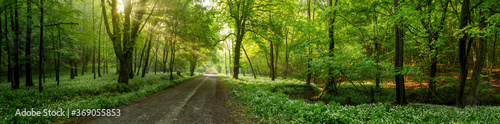 Road among the trees illuminated by sunbeams through the leaves in summer forest. Panorama of a forest path surrounded on both sides by vivid greenery and blooming wild garlic.