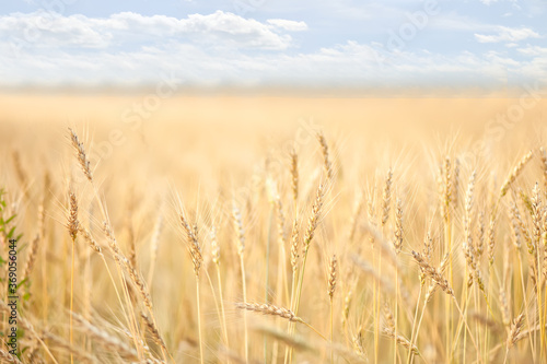 Field of ripening wheat. Agricultural harvest concept
