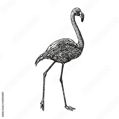 Flamingo vector illustration. Line art, engraving style. Hand drawn picture by pen and ink. Isolated black figure on white background. Sketch artwork. Element for design.