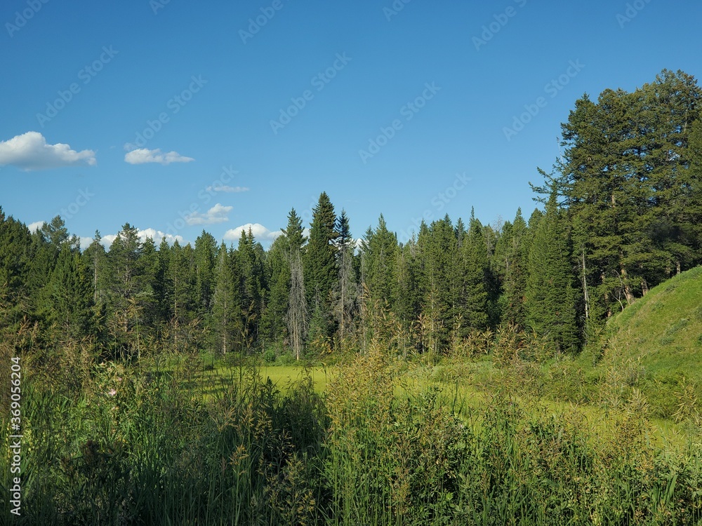 Green pine trees and a forest Green pine trees and a forest