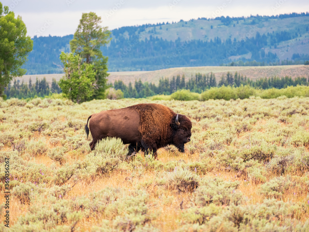 Buffalo in Yellowstone National Park Wyoming Montana