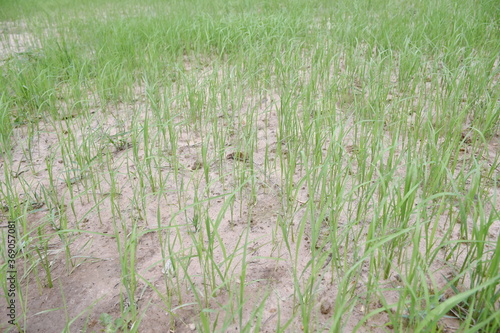 Green rice plants in the fields