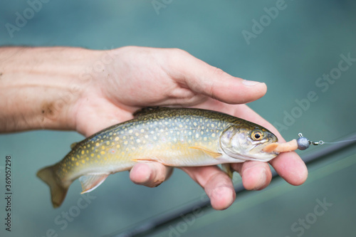 Fototapeta Naklejka Na Ścianę i Meble -  Close-up of a freshly caught fish held in the hand
