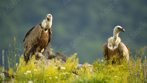 Two majestic griffon vultures, gyps fulvus, sitting on rocks in summer. Magnificent pair of bird looking on stone in sunlight. Wild bird of prey with long neck observing in wilderness.