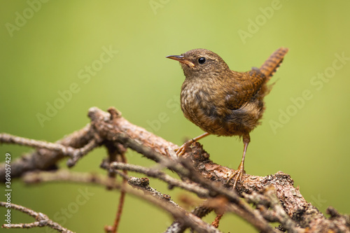 Eurasian wren, troglodytes troglodyte, sitting on branch in summertime nature. Small brown songbird resting on bough. Wild tiny animal looking on twig.