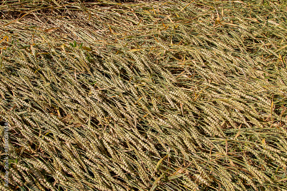 Naklejka premium Cereal ear in the meadow. Soft focus. Selective focus. the fields are fully ripe. Rich harvest Concept