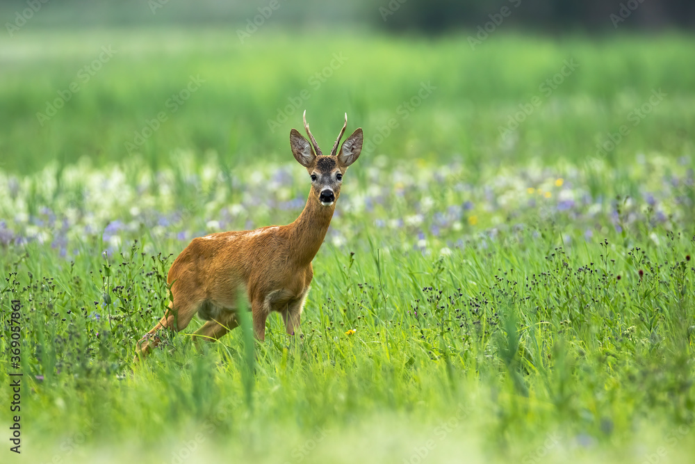 Surprised roe deer, capreolus capreolus, watching on meadow with flowers in summer nature. Alert buck looking to the camera on field with flowers. Wild mammal standing on grassland. Surprised roe deer, capreolus capreolus, watching on meadow with flowers in summer nature. Alert buck looking to the camera on field with flowers. Wild mammal standing on grassland.