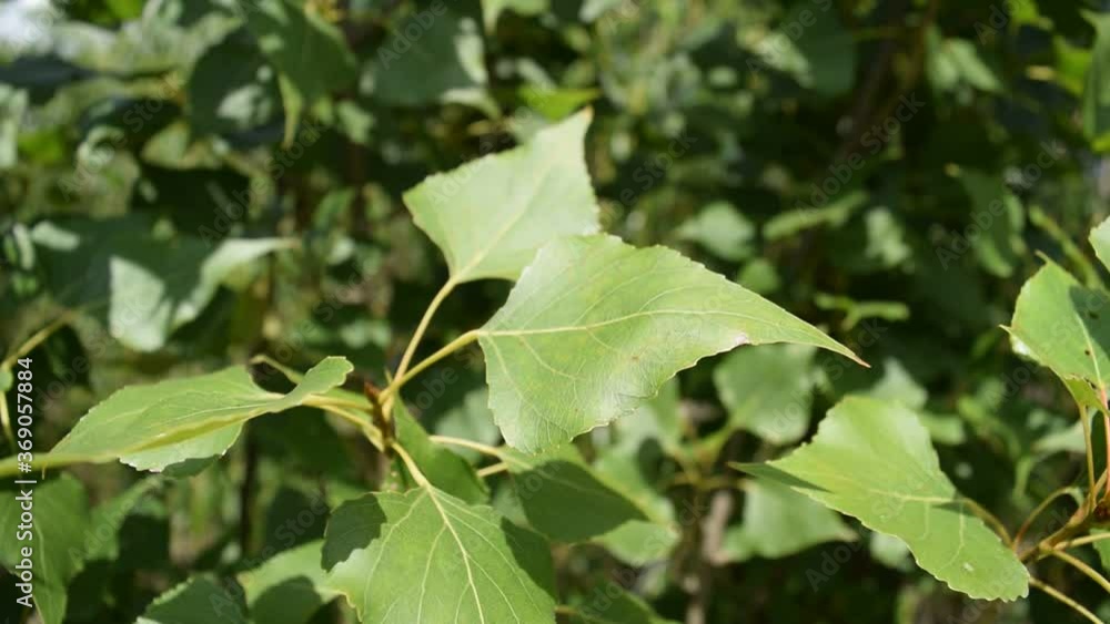 Green foliage on trees in motion. Nature Green foliage on trees in motion. Nature