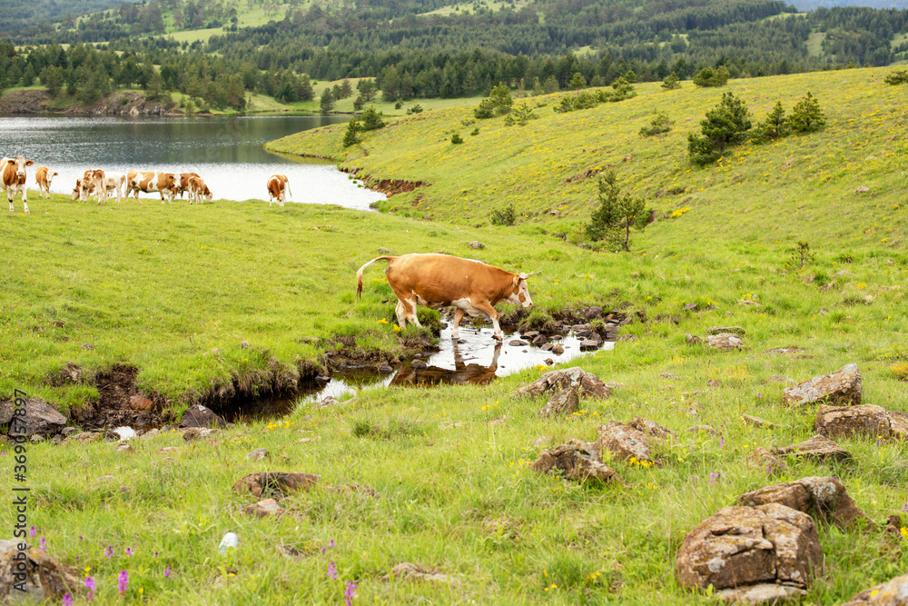 Fototapeta premium A cow in a meadow stock photo