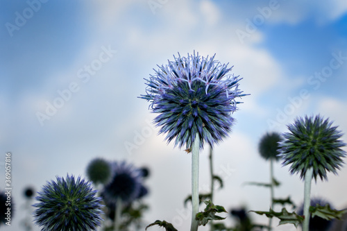 The blue globe thistle fully blooming in the summertime, the Netherlands, photo taken in frog perspective
