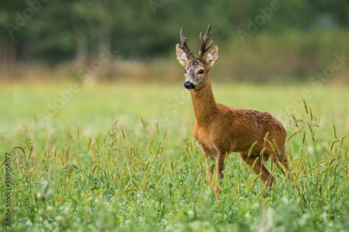 Territorial roe deer, capreolus capreolus, watching on field in summer nature. Vital creature with big antlers standing on meadow with copy space from side view. photo