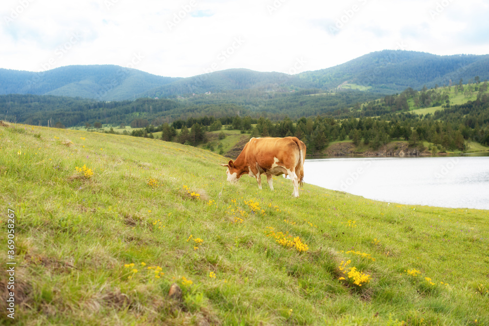 A cow grazing the grass