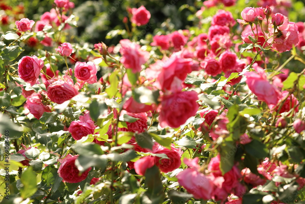 Tender pink roses in the sunlight. Soft focus romantic background, wallpaper, greeting card. Tender pink roses in the sunlight. Soft focus romantic background, wallpaper, greeting card.