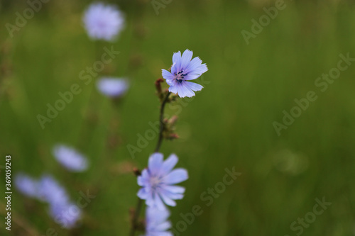 Fiori di cicoria selvatica (Chicory), primo piano dei fiori azzurri in una giornata d’estate