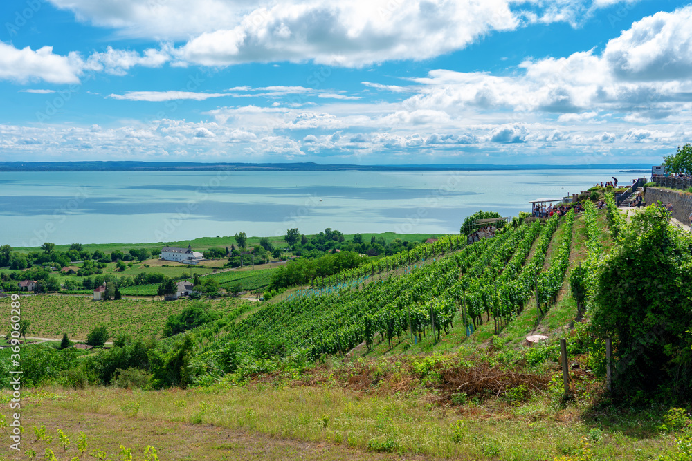 beautiful view of Lake Balaton with vineyards from the Badacsony hill