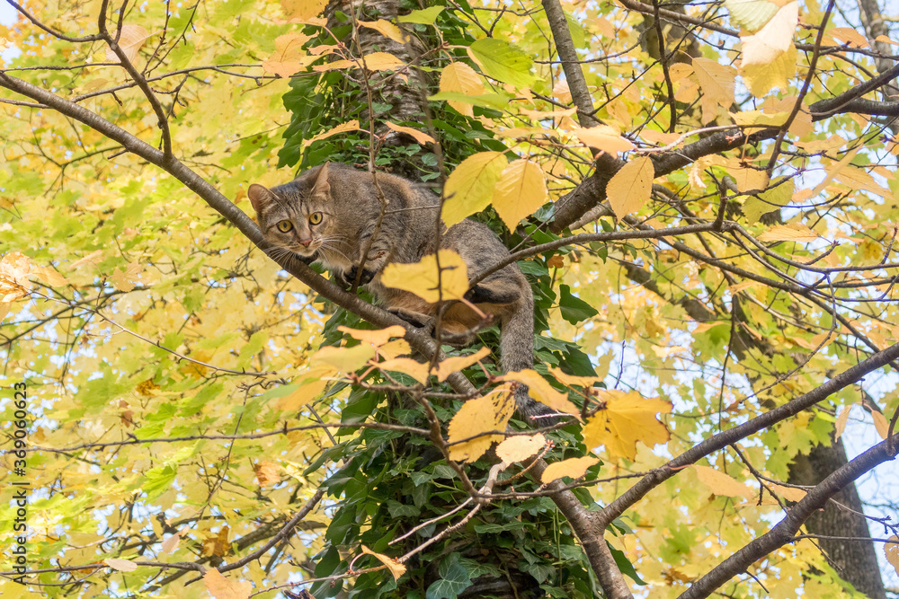Domestic cat on a tree with yellow leaves in autumn Domestic cat on a tree with yellow leaves in autumn
