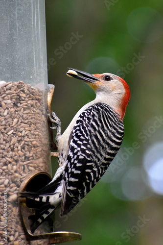 Female Red-bellied Woodpecker at feeder