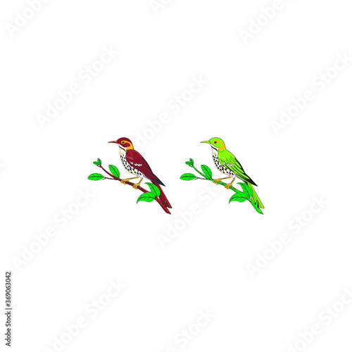 Birds