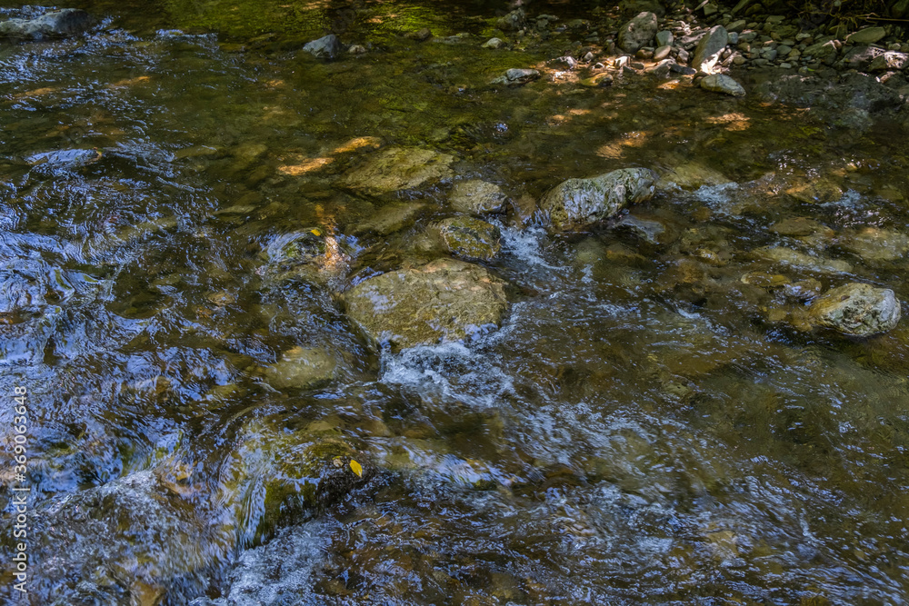 forest stream in spring time