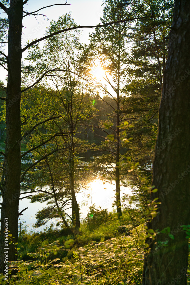 Swedish forest landscape at sunset Swedish forest landscape at sunset