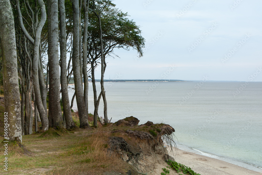 Fototapeta premium A cliff covered with trees on the coast of the Baltic Sea