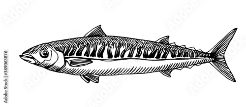 Atlantic mackerel, commercial fish, delicious seafood, engraving, sketch, for logo or emblem, vector illustration with black ink lines isolated on a white background in a hand drawn style